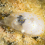  Galeommatidae 02